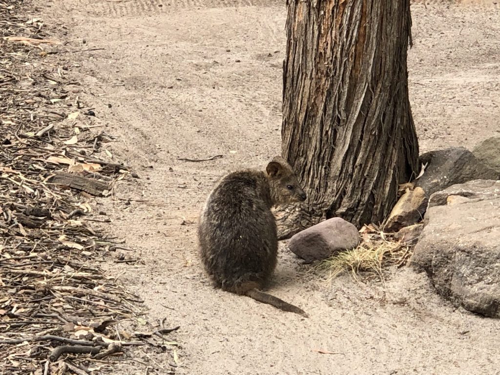 世界一幸せな動物 クォッカ 大人のコスメ